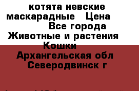 котята невские маскарадные › Цена ­ 18 000 - Все города Животные и растения » Кошки   . Архангельская обл.,Северодвинск г.